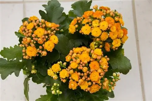 Каланхоэ Блоссфельда - прочный суккулент, который можно держать в помещении.