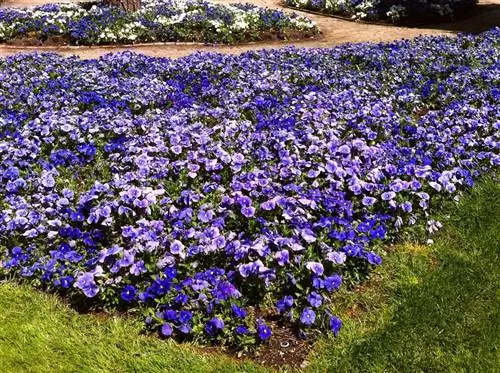 уход за виолой роговой