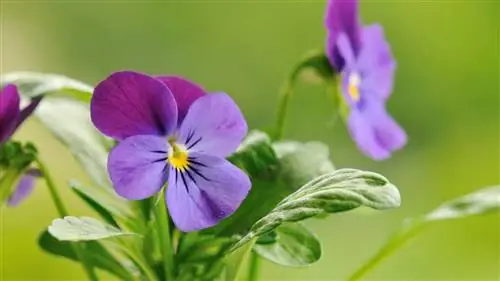 декоративные цветы для сада