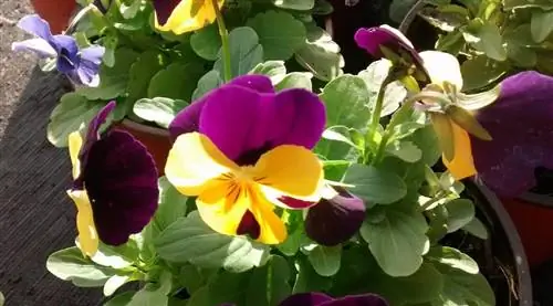 Какие заботы о Viola cornuta?