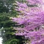 Cercis siliquastrum в саду