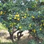 Citrus reticulata или мандариновое дерево в саду