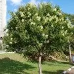 Ligustrum lucidum дерево, красивое растение для вашего сада с засоленной почвой