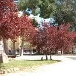 Образцы Prunus cerasifera var. писардии