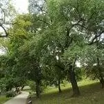 Взрослые экземпляры Prunus mahaleb