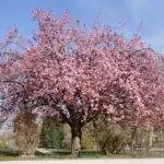 Дерево Prunus serrulata или японская вишня