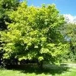 Acer pensylvanicum дерево