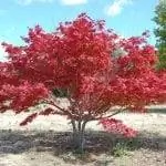 Образец Acer palmatum