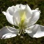 Красивый цветок Bauhinia variegata var. кандида