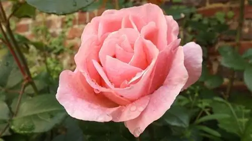 Куст розы - это кустарник, который цветет весной.