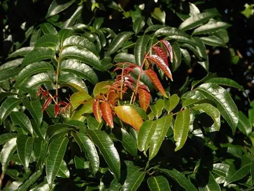 Существует много видов австралийских деревьев.