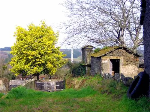 Acacia Dealbata - дерево среднего размера.