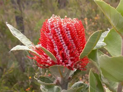 Banksia coccinea - небольшое дерево.