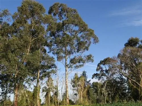 Eucalyptus grandis - вечнозеленое дерево.