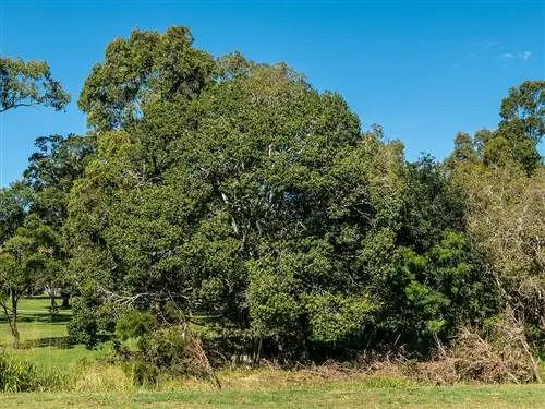Фикус рубигиноза - вечнозеленое дерево.