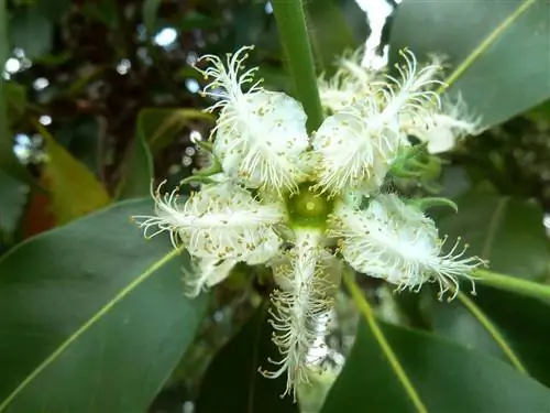 Куст самшит - австралийское дерево.