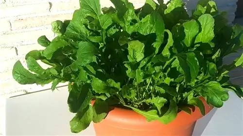 руккола в кастрюле