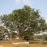 Фикус религиозный - вечнозеленое дерево.