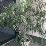 Фикус Алии - вечнозеленое дерево тропического происхождения.