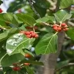 Листья фикуса бенгальского