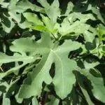 Смоковница - это дерево, которое можно держать в горшке.