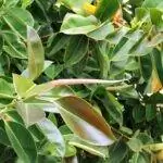 Как устроен эластичный фикус