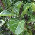 Ficus lyrata - тропическое дерево.