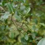 Листья Ficus microcarpa многолетние.