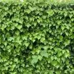 Фикус Пумила можно держать в помещении