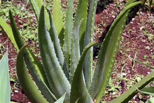 Алоэ вера высевают весной
