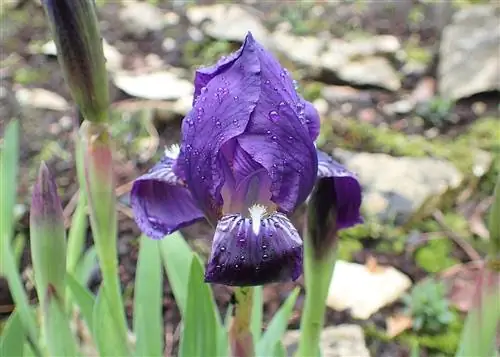 Iris lutescens - это луковичное растение.