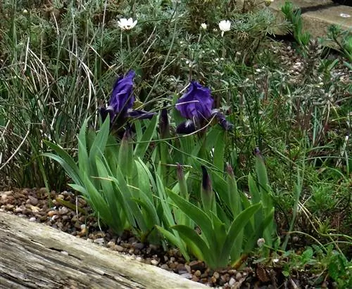 Дикая лилия - уличное растение.