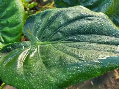 Средиземноморские растения просыпаются мокрыми каждый день