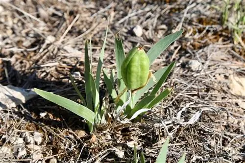 Iris lutescens - корневищное растение.
