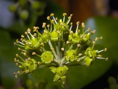 Цветы плюща зеленые