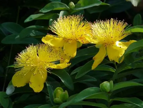 Зверобой имеет желтые цветки