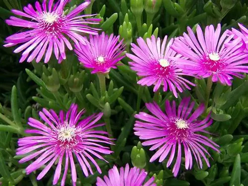 Lampranthus spectabilis - стелющееся растение.