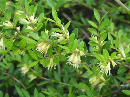 Lonicera pilata - кустарник, который можно использовать как стелющееся растение.