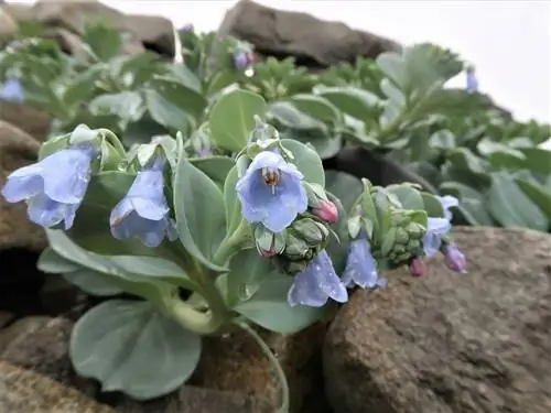 Mertensia maritima - стелющееся растение с цветками.