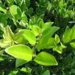 Листья Ligustrum lucidum большие и зеленые.