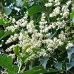 Цветки Ligustrum lucidum белые.