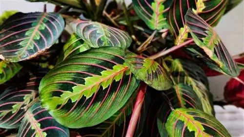 декоративное комнатное растение