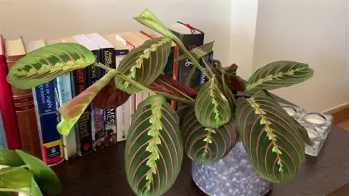 маранта лейконеура