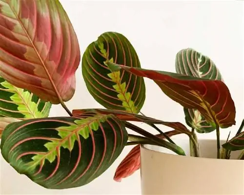 уход за трехцветной марантой