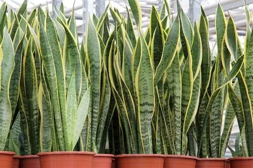 Sansevieria trifasciata Laurentii высокорослая.