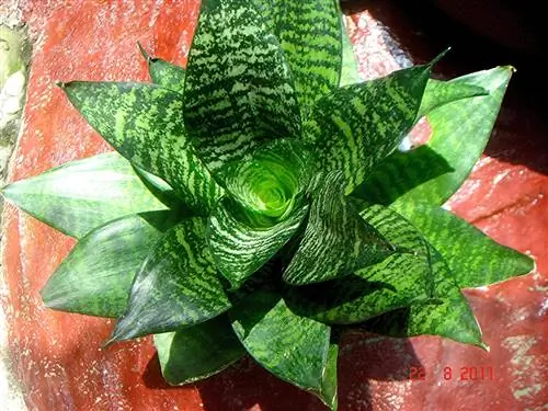 Сансевьера - многолетнее растение, которое может стоять в прихожей.