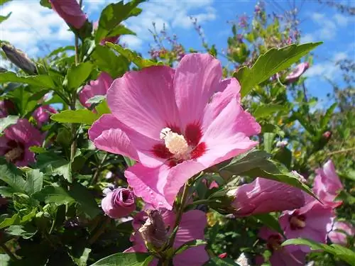 Гибискус сирийский - листопадное дерево.