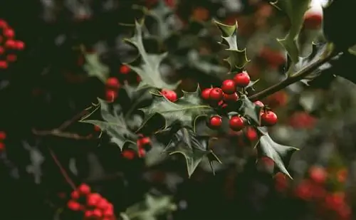 Холли на рождество