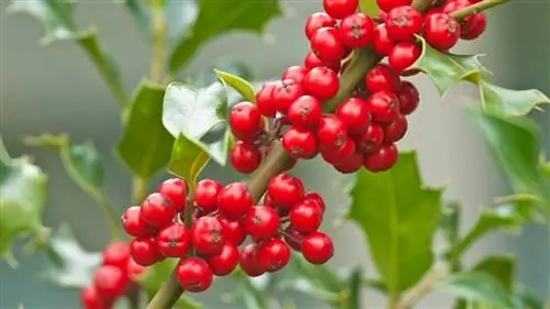 Холли репродукция