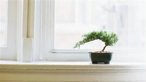 когда пересаживать бонсай